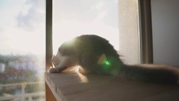 小猫小猫用阳光梳理一条腿