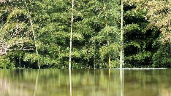 黎明时竹树映在池塘上