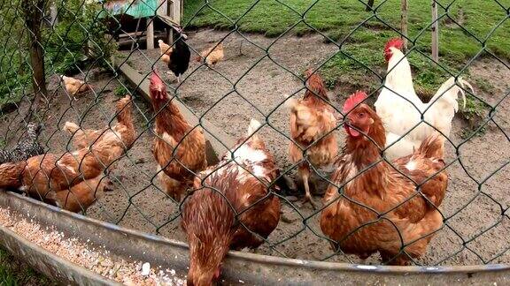 鸡群在农场吃饲料