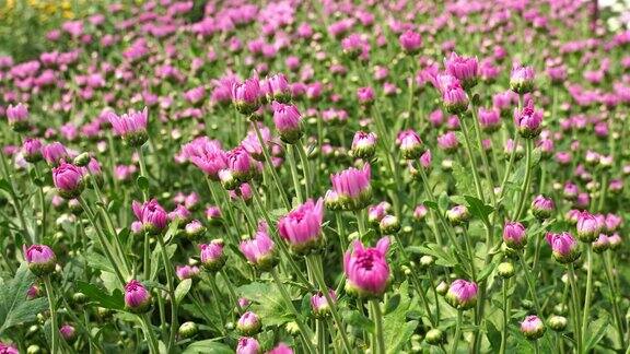 美丽的粉红色的花田在春天的季节
