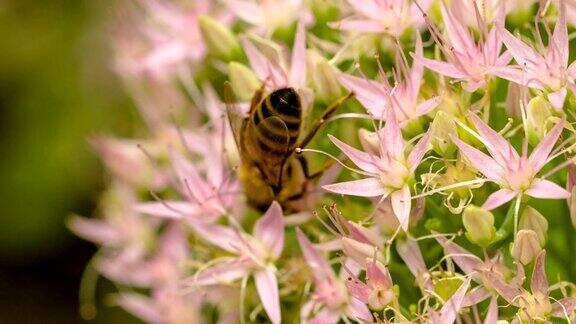 蜜蜂在冰花上采集花蜜