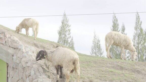 小山上的羊