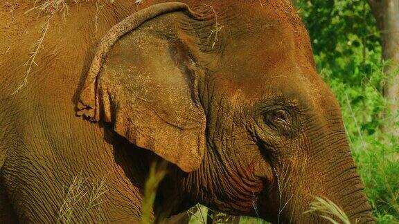 慢镜头60帧秒的近距离拍摄在柬埔寨Mondulkiri丛林的大象保护区一头母象把泥土抹在自己身上以保持凉爽