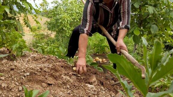 中国农民收割potatoe、陕西