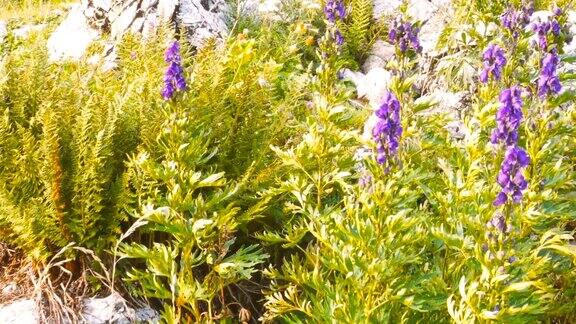 紫罗兰花田在山景