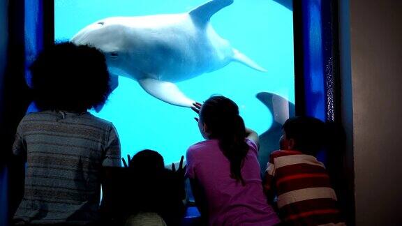 四个孩子在水族馆看水下海豚