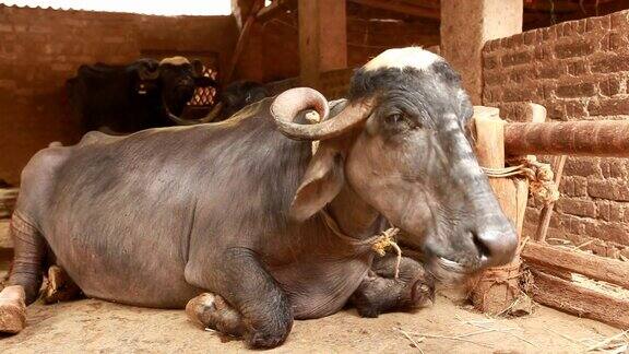 闲坐着咀嚼食物的印第安水牛
