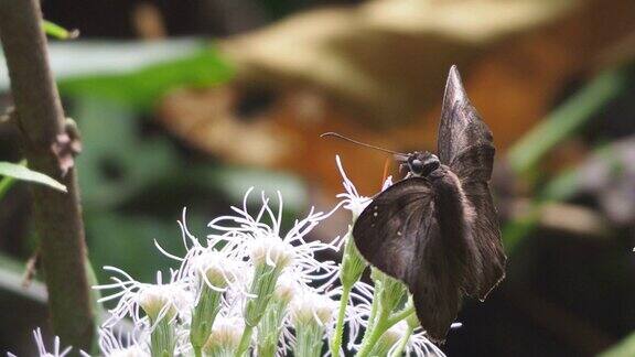 普通的野花上的小扁蝴蝶