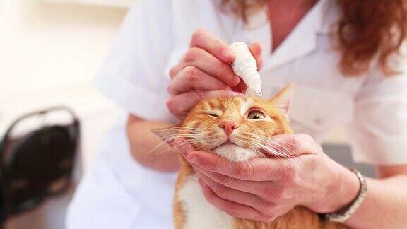 兽医给猫滴眼药水