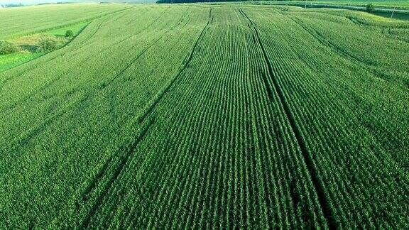 玉米田的空中拍摄