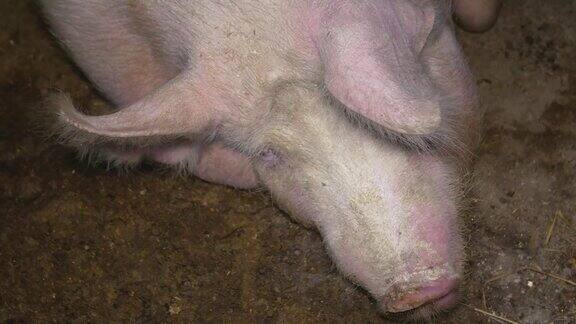 猪用于种猪用于生产仔猪肉