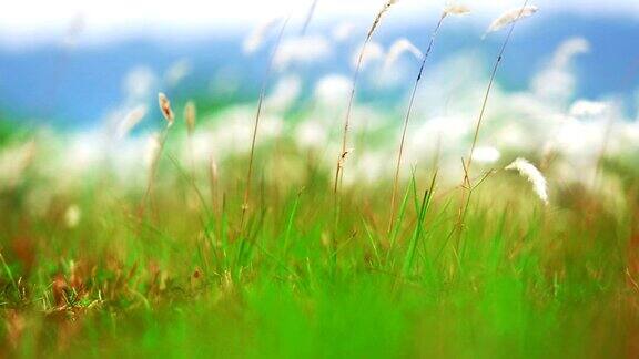 模糊的草地在柔和的光与山的背景模糊的自然背景
