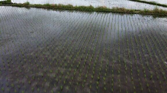 稻田空中拍摄的巴厘岛农业