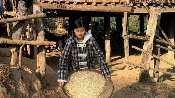 水稻筛选