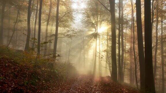 美丽的阳光在薄雾的秋天森林