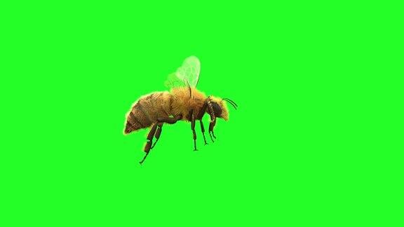 一只蜜蜂在绿色背景上飞行3D渲染