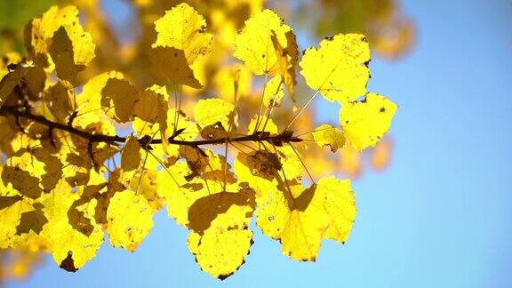 晴朗的秋天白杨树叶覆盖着蓝天