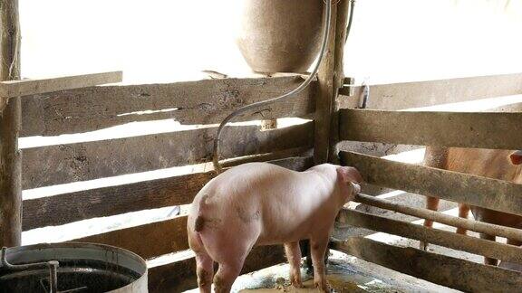 4千头猪在猪圈里的泥坑里吃着盆里的东西