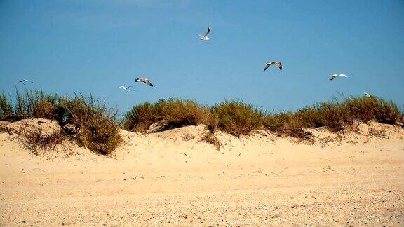 许多海鸥在沙滩上飞翔