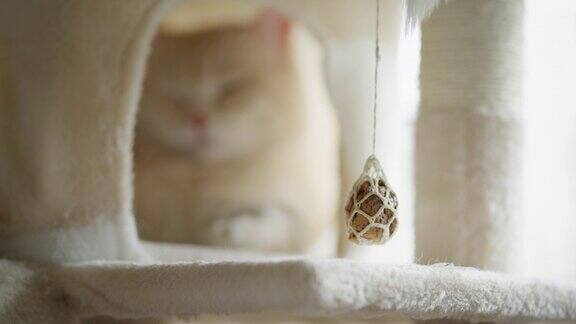 可爱的英国短毛猫在毛茸茸的猫屋里休息