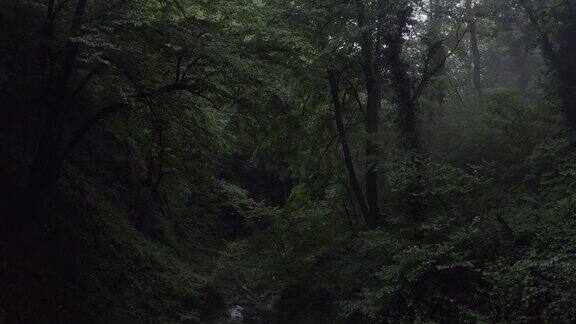 神秘的绿色森林和夏雨时流动的河流无人机在雨天观看美丽的林地阿玛目森林在薄雾中阴天天线提出观点