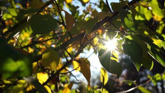 阳光透过树枝照射进来