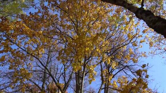 秋天树上的黄叶背景是湛蓝的天空视图顶部