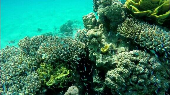 蓝绿色的珊瑚鱼围绕着珊瑚礁上的海绵游动