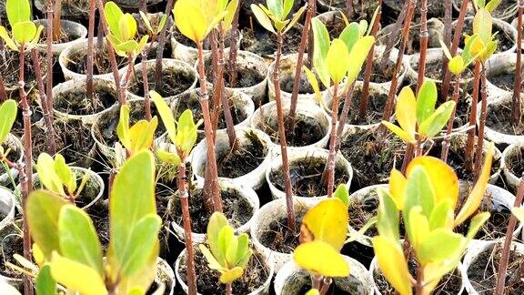 红树林树苗用于红树林种植