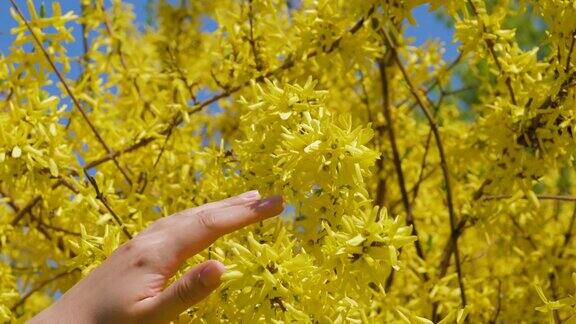 女人的手抚摸着盛开的连翘黄花