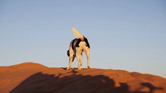 在沙漠沙丘上行走的宠物狗