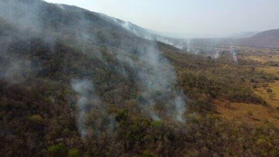 巴西塞拉多森林大火