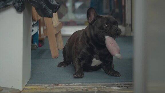 可爱的黑色法国斗牛犬喜欢被抚摸玩一个粉红色的骨头玩具泰国