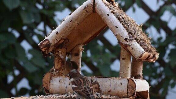 大山雀、麻雀在花园里吃种子柔焦近看