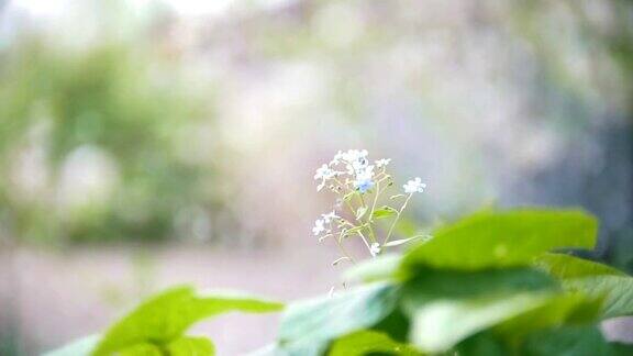 樱花落花的背景模糊慢镜头