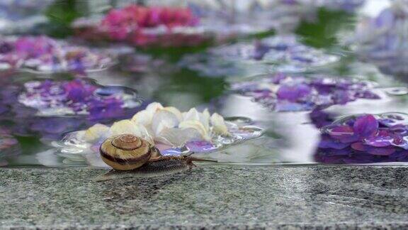 雨中绣球花和蜗牛的视频