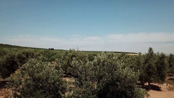 西班牙哈恩附近的橄榄树空中视野