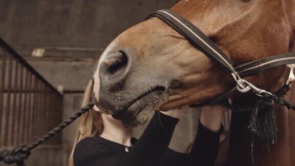 女人在马厩的马厩里给马刷嘴