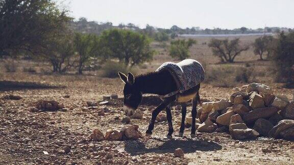 山村里的驴子