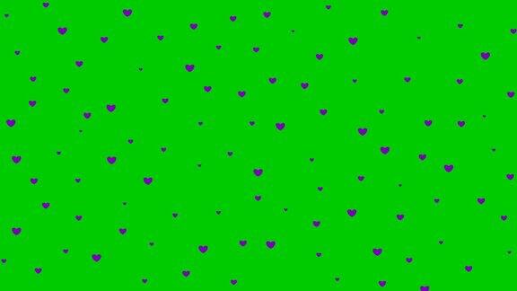 动画的紫罗兰心从上到下飞舞毛圈的视频在绿色的背景上心雨孤立