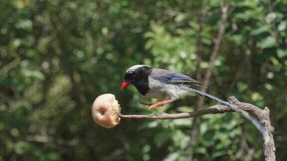 鸟在树上吃苹果红嘴蓝喜鹊红嘴喜鹊近距离观看4k慢动作镜头