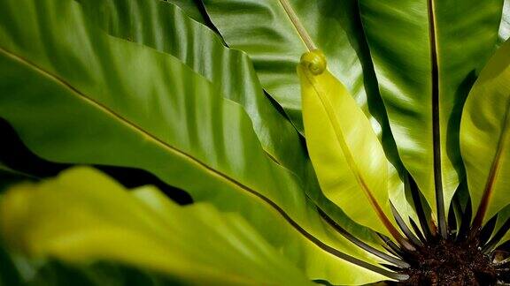 燕窝蕨野生天堂热带雨林植物为天然花卉背景抽象结构