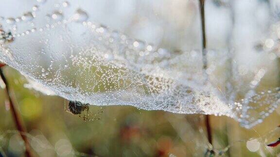蜘蛛网和露珠的宏观蜘蛛在等待猎物