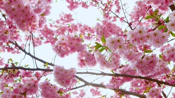 美丽的樱花在树枝上天然粉红林花