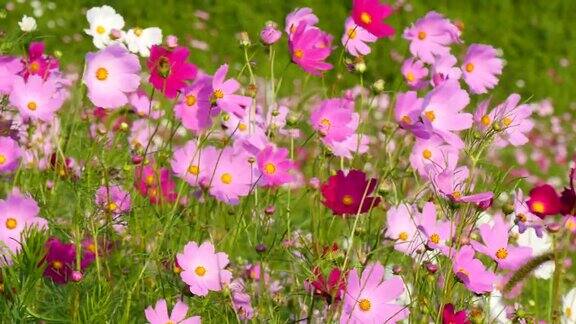 韩国庆州田野里摇曳着粉红色的宇宙花