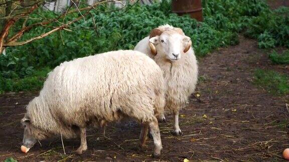 绵羊正在吃苹果一只羊正在吃苹果绿色草地上的两只羊绵羊正在吃苹果
