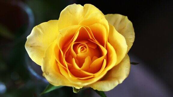 花园里的黄玫瑰用慢镜头拍摄