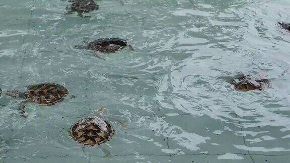 水中一群新生海龟