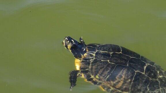 一只乌龟漂浮在湖里