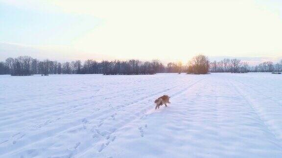 冬天狗在雪地里蹦蹦跳跳